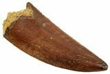 Serrated Raptor Tooth - Real Dinosaur Tooth #357976-1